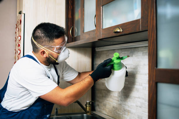 Best Local Pest Control Services  in Elwood, IL