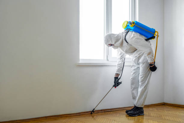 Wasp Removal Services in Elwood, IL