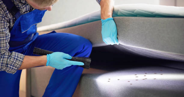 Best Termite Control Services  in Elwood, IL